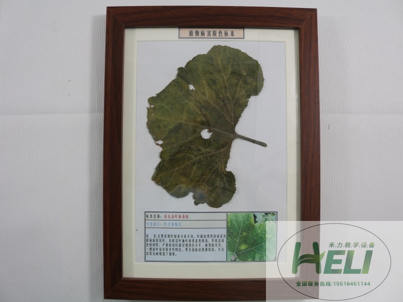 蔬菜病害原色教學(xué)標(biāo)本-南瓜花葉病毒病